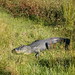 Richard Decoursey Photo 8
