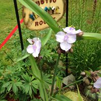 Nancy Ruggles Photo 8