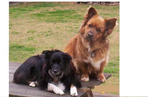 Susan Workman Photo 13