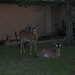 Austin Buck Photo 36