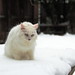Gina Snow Photo 26