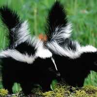 Carol Pruitt Photo 13