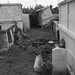 Harold Roy Photo 10