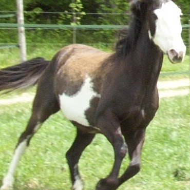 Robin Dunbar Photo 22 Robin Dunbar Photo 22