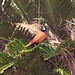Robin Chestnut Photo 16