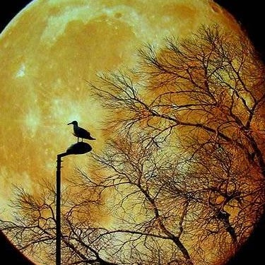 Patrick Hutchins Photo 26