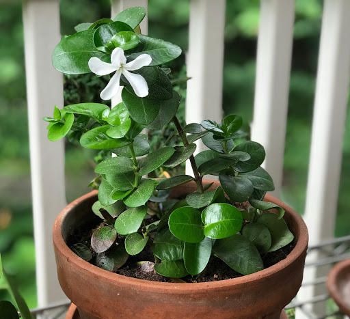 Joyce Pollock Photo 31