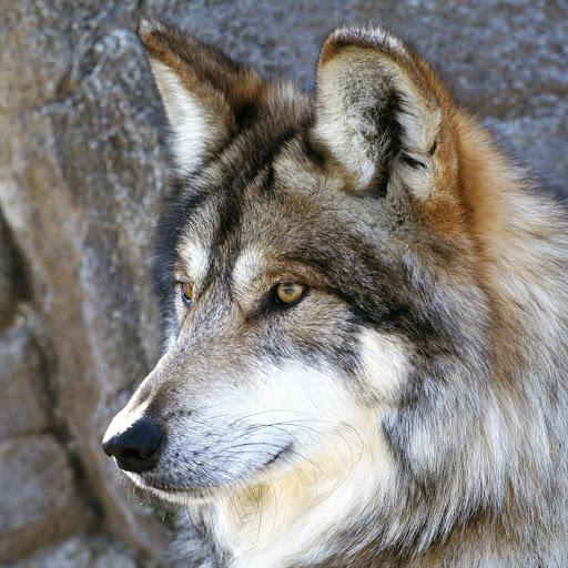 Keith Wolfe Photo 35