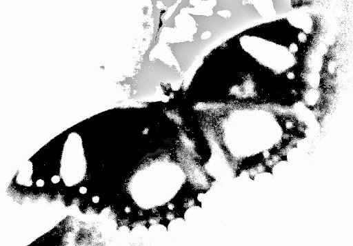 Darrell Fischer Photo 10