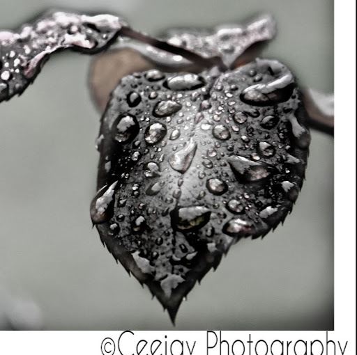 Carol Willis Photo 43