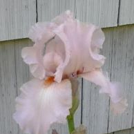 Roberta Emerson Photo 7