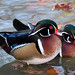 Gary Duck Photo 2