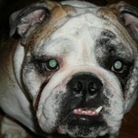 Susan Cortese Photo 12