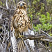 Claude Hawk Photo 9