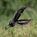 Robin Macgregor Photo 19