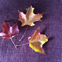 Kathleen Kohl Photo 13