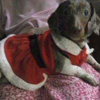 Theresa Cook Photo 18