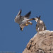 Michael Falco Photo 14