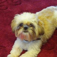 George Stubbs Photo 25