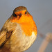 Robin Carr Photo 33