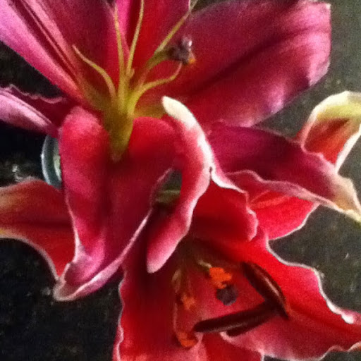 Colleen Connolly Photo 34