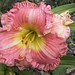 Connie Burton Photo 39