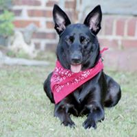 Sandy Hutcheson Photo 9