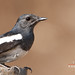 Robin Roy Photo 9