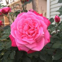 Barbara Gilbert Photo 9 Barbara Gilbert Photo 9