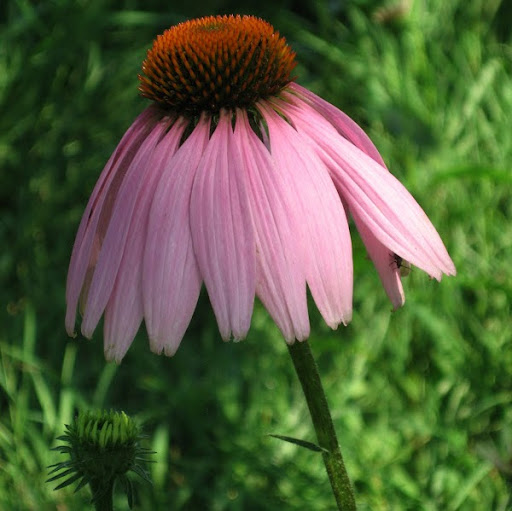 Ruth Harvey Photo 26