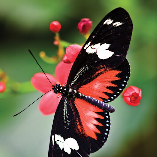 Janice Shelton Photo 12