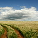 Christopher Barley Photo 15