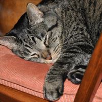 Robin Dunbar Photo 35 Robin Dunbar Photo 35