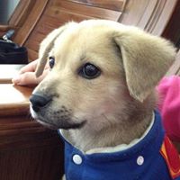 Shufang Cheng Photo 3