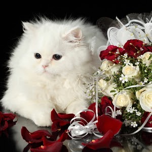 Ngan Nguyen Photo 19