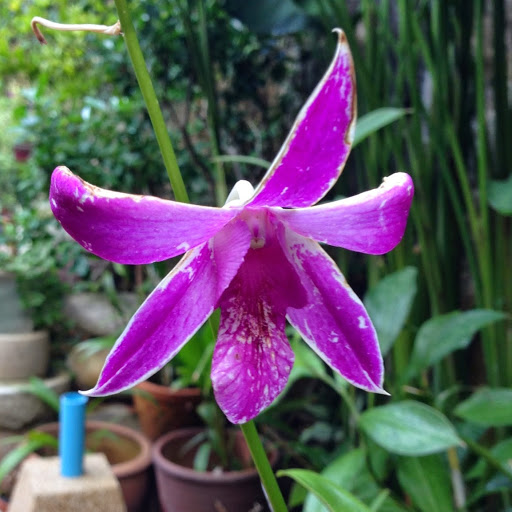 Scott Pickering Photo 30