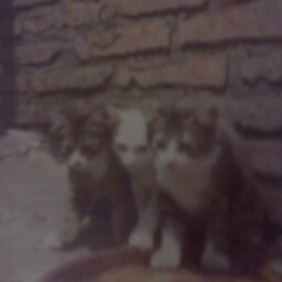 Roberta Castillo Photo 10