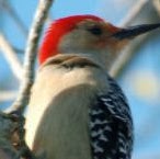 Elizabeth West Photo 18 Elizabeth West Photo 18