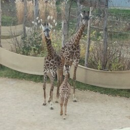 Janet Steiner Photo 6