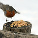 Robin Doering Photo 13