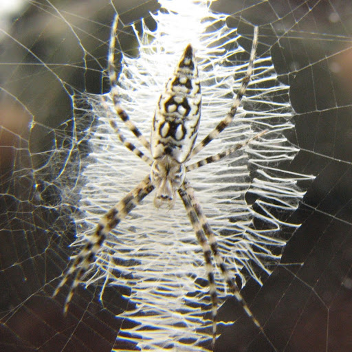 Rachel Watkins Photo 39