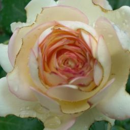 Linda Hurst Photo 48 Linda Hurst Photo 48