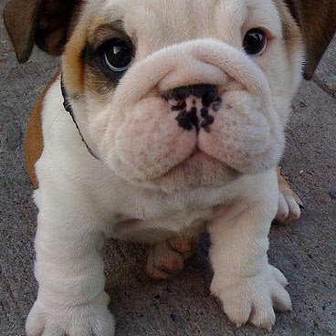 Janice Chou Photo 10