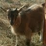 Sandra Hammond Photo 35