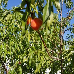 Angela Pasquarelli Photo 13