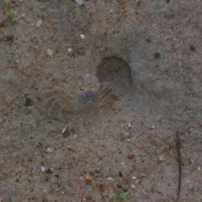 Anita Anthony Photo 18