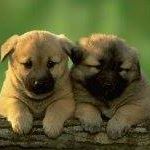 Victoria Costello Photo 21