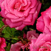 Rosa Webster Photo 3