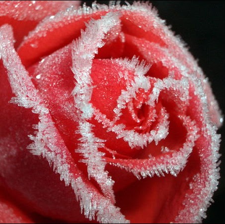 Maribel Nieves Photo 24