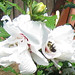 Sharon Whiting Photo 33